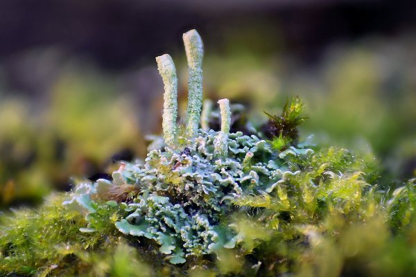 Plants and mushrooms