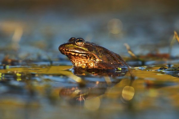 Золотая осень