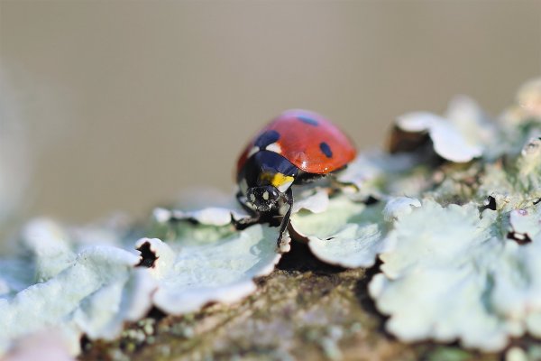 IMG_5468 Ну что прицепился папарацик? Зима уже, дай поспать спокойно!ь