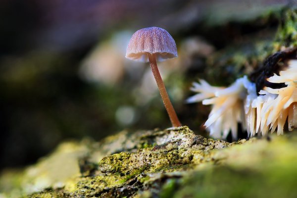 IMG_5848 Мицена клейкая (Mycena galericulata). И даже ни разу не замороженная