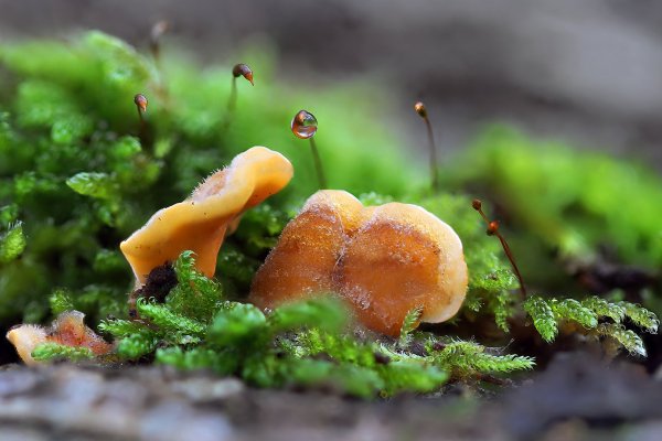 IMG_6336 Цветы кукушкиного льна  сбежались посмотреть на новых соседей