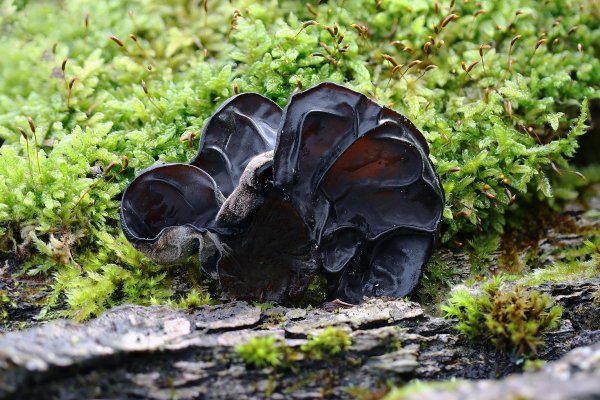 Plants and mushrooms