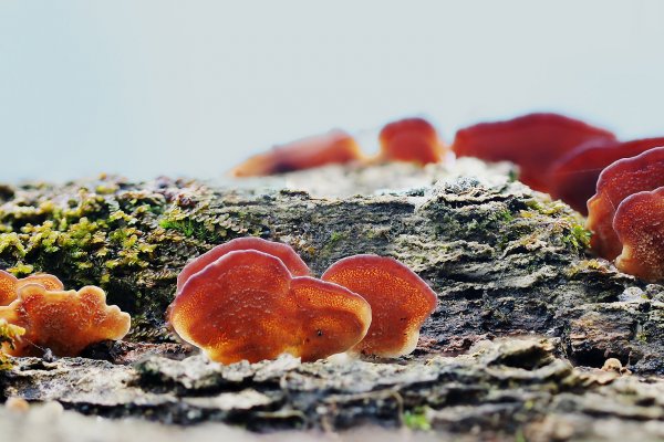 IMG_6767B,  трутовик киноварно-красный (Pycnoporus cinnabarinus)