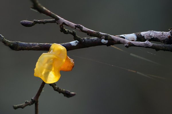 Plants and mushrooms