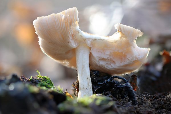 IMG_7585  Пожилой и изрядно погрызанный гриб выбрался напоследок реред зимой погреться на солнышке