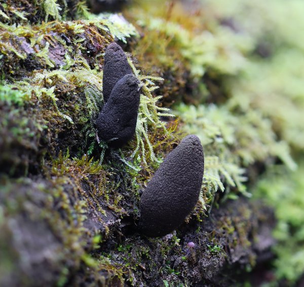 Plants and mushrooms