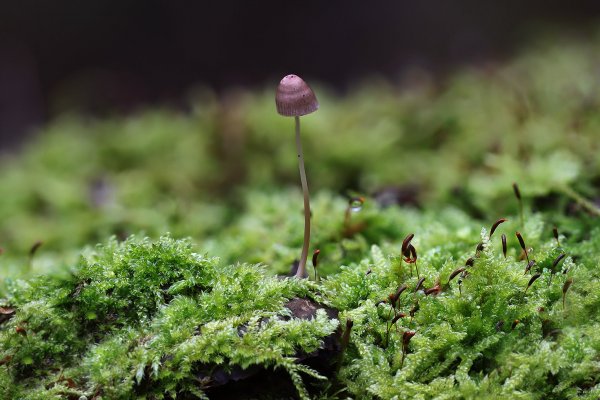 Plants and mushrooms