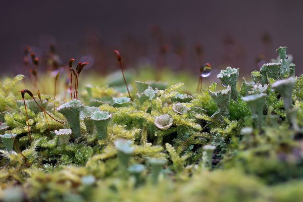 IMG_8171 Лишайник Кладония красноплодная.