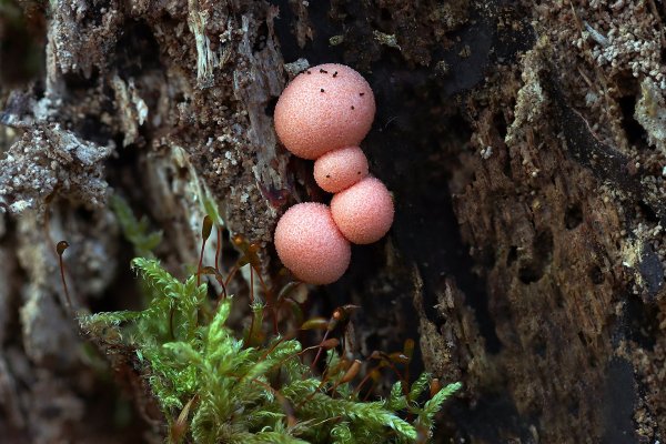 IMG_8191 Слизевики. Ликогала древесинная