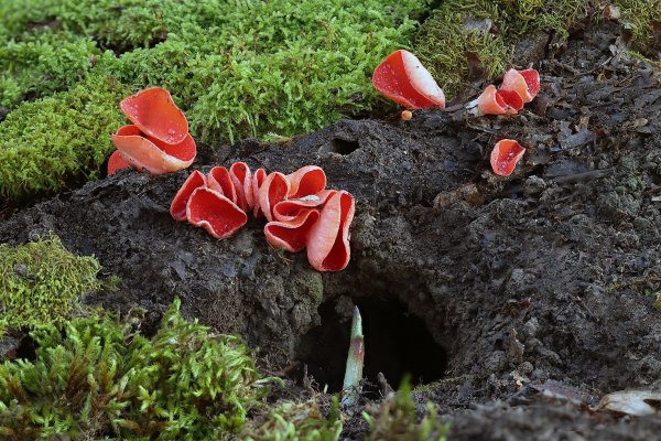 IMG_8303 Саркосцифа австрийская.Мышки себе возле входа в норку себе клумбу нарядную состроили