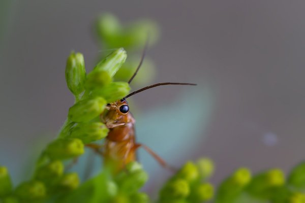 Скрытый наблюдатель