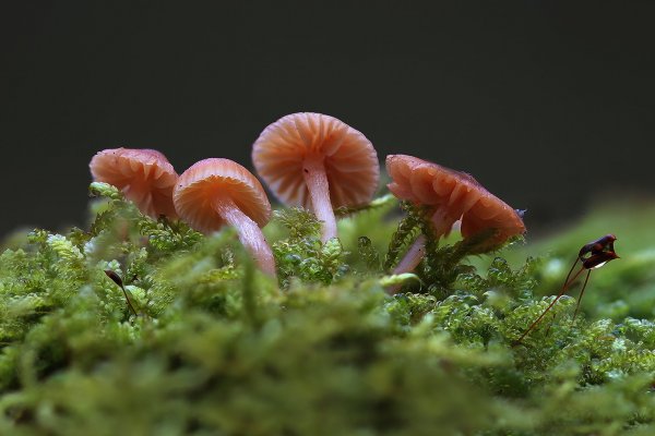 IMG_8888 Мицена обыкновенная. Сестрички сбились в кучку, зима все-таки на улице!