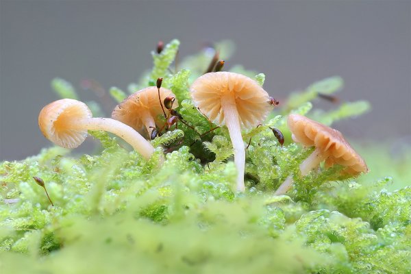 IMG_9009 Мицена обыкновенная