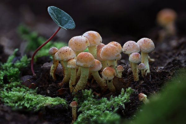 IMG_9009 Ложноопята и луковица цикломена с одним листом