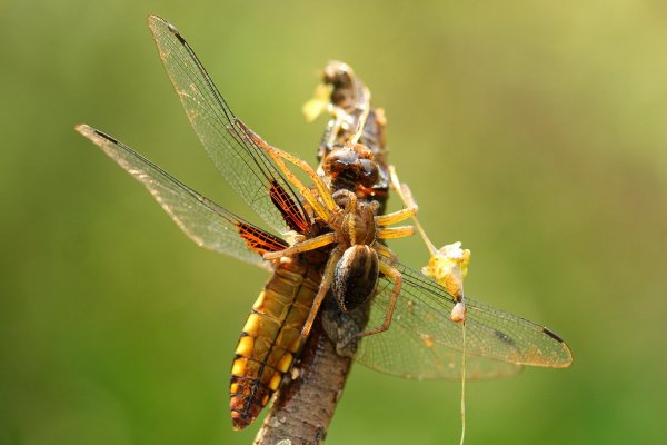 Стрекоза плоская и паук Dolomedes
