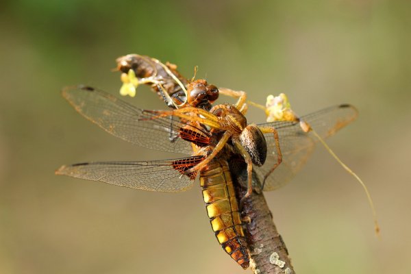 Стрекоза плоская и паук Dolomedes, часть2