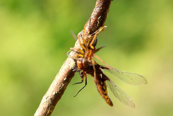 Стрекоза плоская и паук Dolomedes, часть3