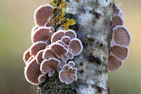 IMG_9060 Щелелистник обыкновенный