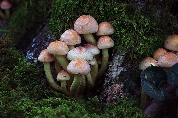 IMG_9191 Ложноопята. Притаились под пеньком, листьями опавшими присыпалисьь