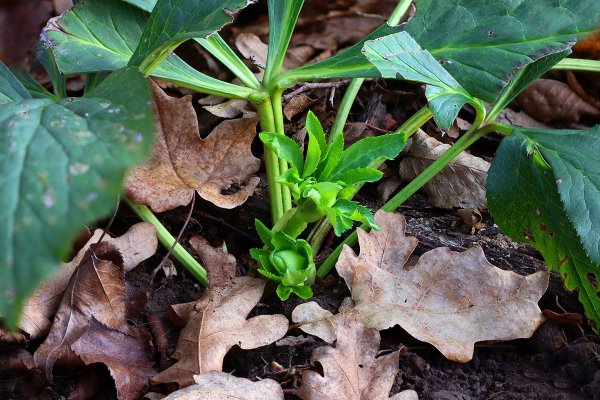 IMG_9669 Морозники ноябрьские бутоны уже повыпускали