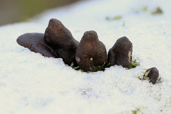 IMG_9868 Ксилария многообразная пальцы мертвеца