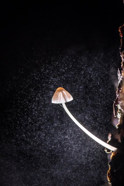 Лес, фонарь, дыхание