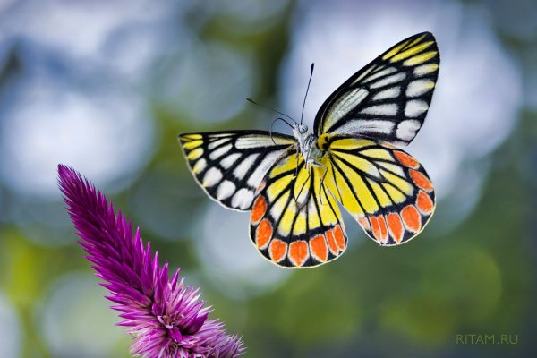 Предвкушение