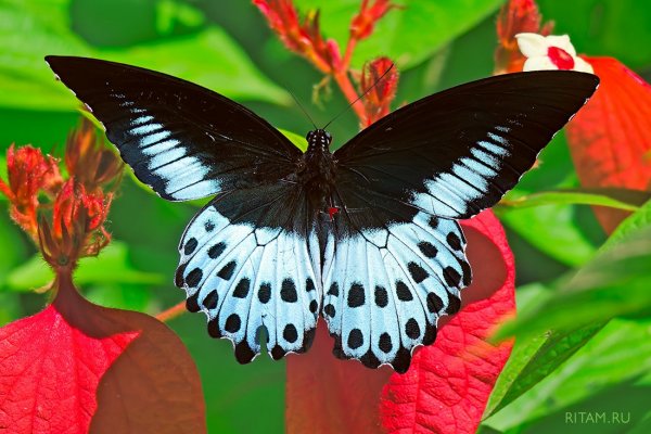 Танец в красных цветах - этюд в стиле фовизма