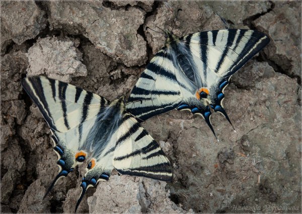 На миник - для размножения.