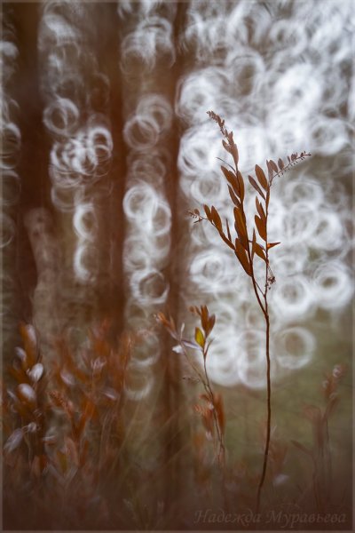 Зимние отражения.