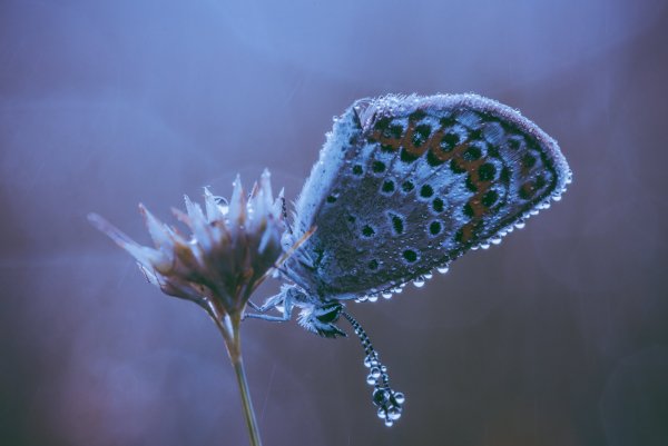 Болотный сон