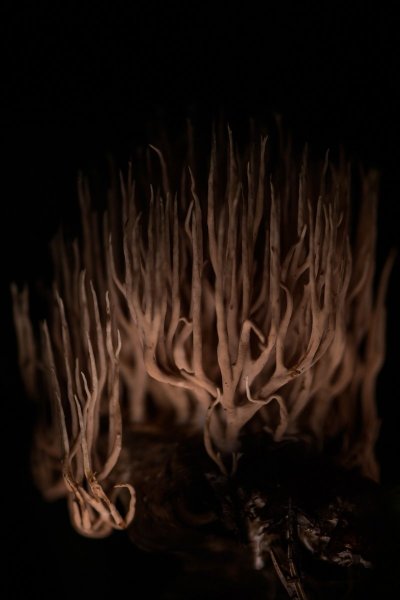 Plants and mushrooms