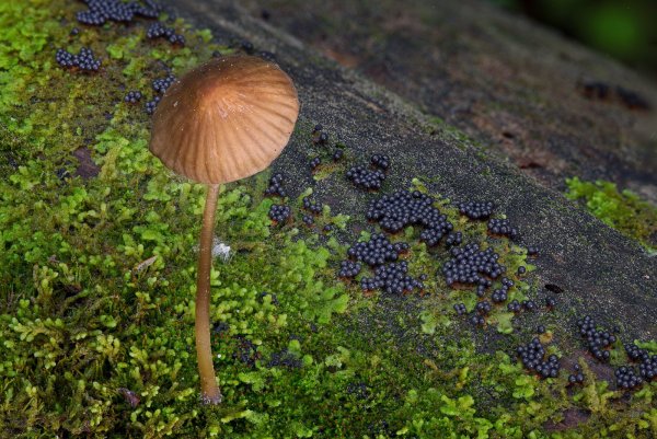 Процессия, смотр.