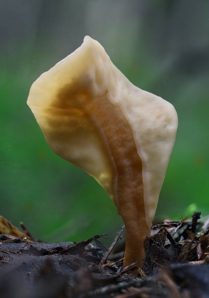 Plants and mushrooms