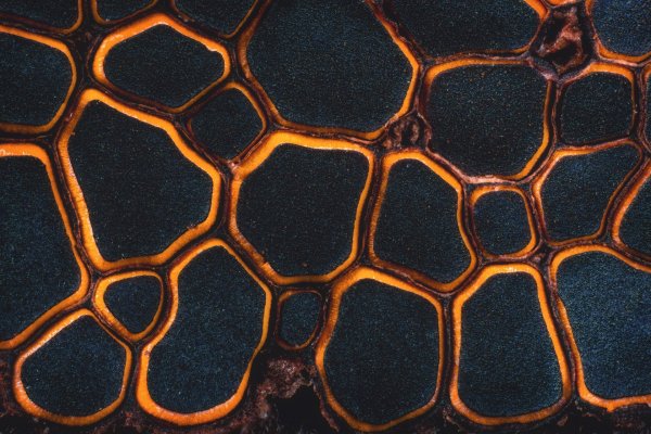 Миксомицет Perichaena depressa