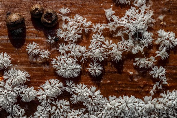 Plants and mushrooms