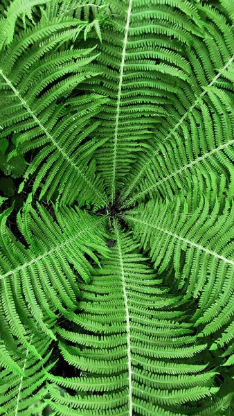 Бесконечное расширение