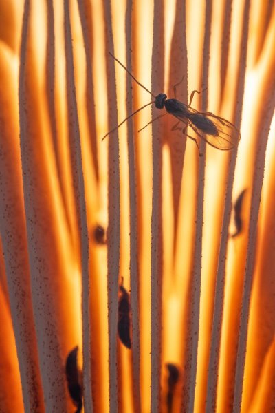 Кто не спрятался. я не виноват