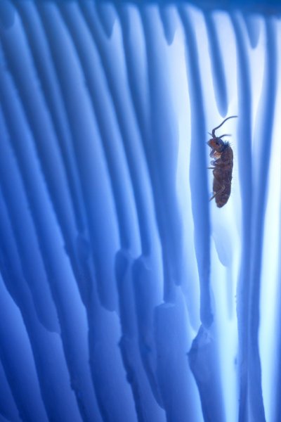 В пластинках