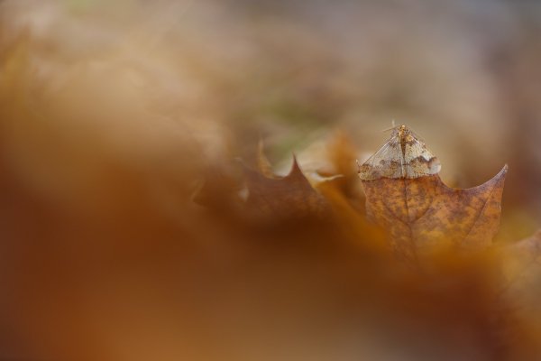 Последние листочки