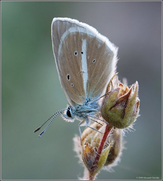 A.damon. Армения.jpg