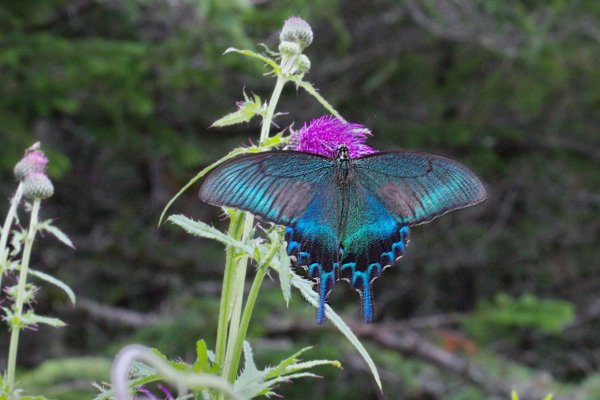 Махаон Маака, самец - Achilides  maackii (Menetries, 1859).
