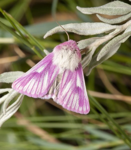 Совка Aedophron rhodites (Eversmann, 1851).