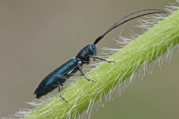 Усач Agapanthiola leucaspis (Steven, 1817)