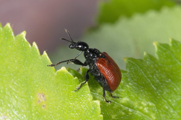 Трубковерт оршниковый - Apoderus coryli (Linnaeus, 1758)