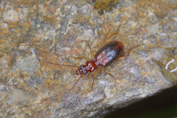 Blemus alexandrovi (Lutshnik, 1915).