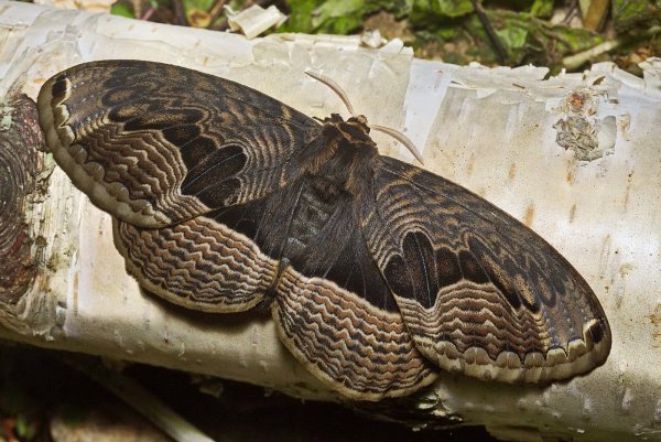 Brahmaea tancrei Fustaut, 1896