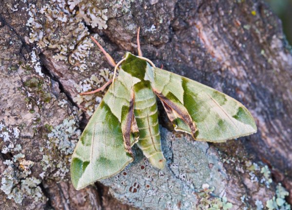 Бражник Татаринова Callambulyx tatarinovii