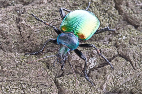 Calosoma (Calosoma) sycophanta (Linné, 1758)