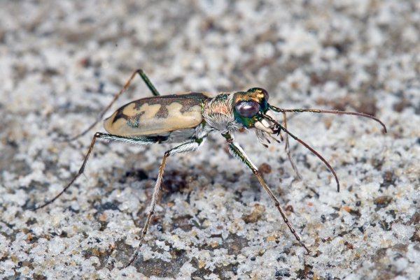 Скакун Cephalota (Taenidia) elegans (Fischer von Waldheim, 1823)
